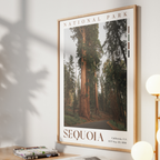 Sequoia National Park Poster