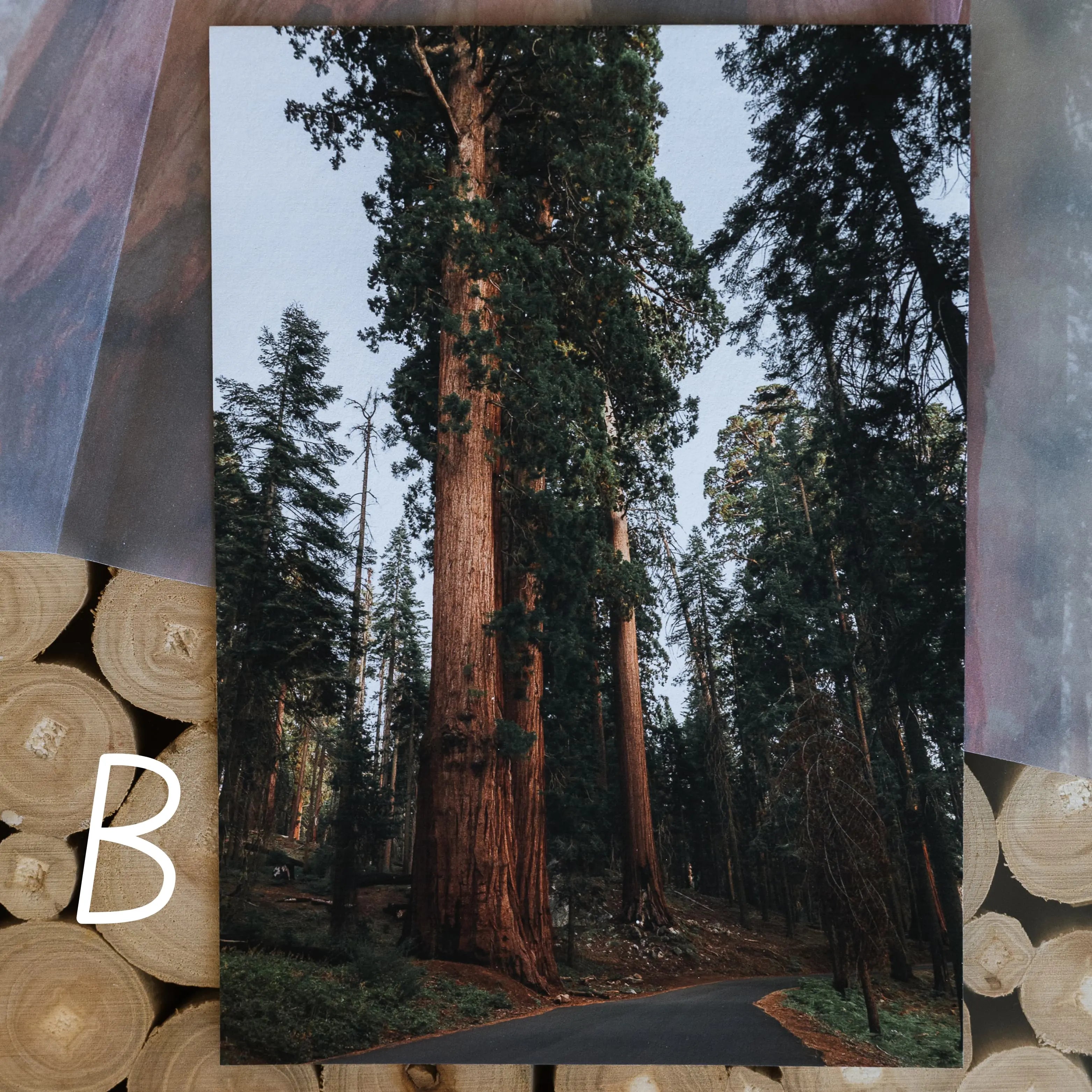 Print Club Membership