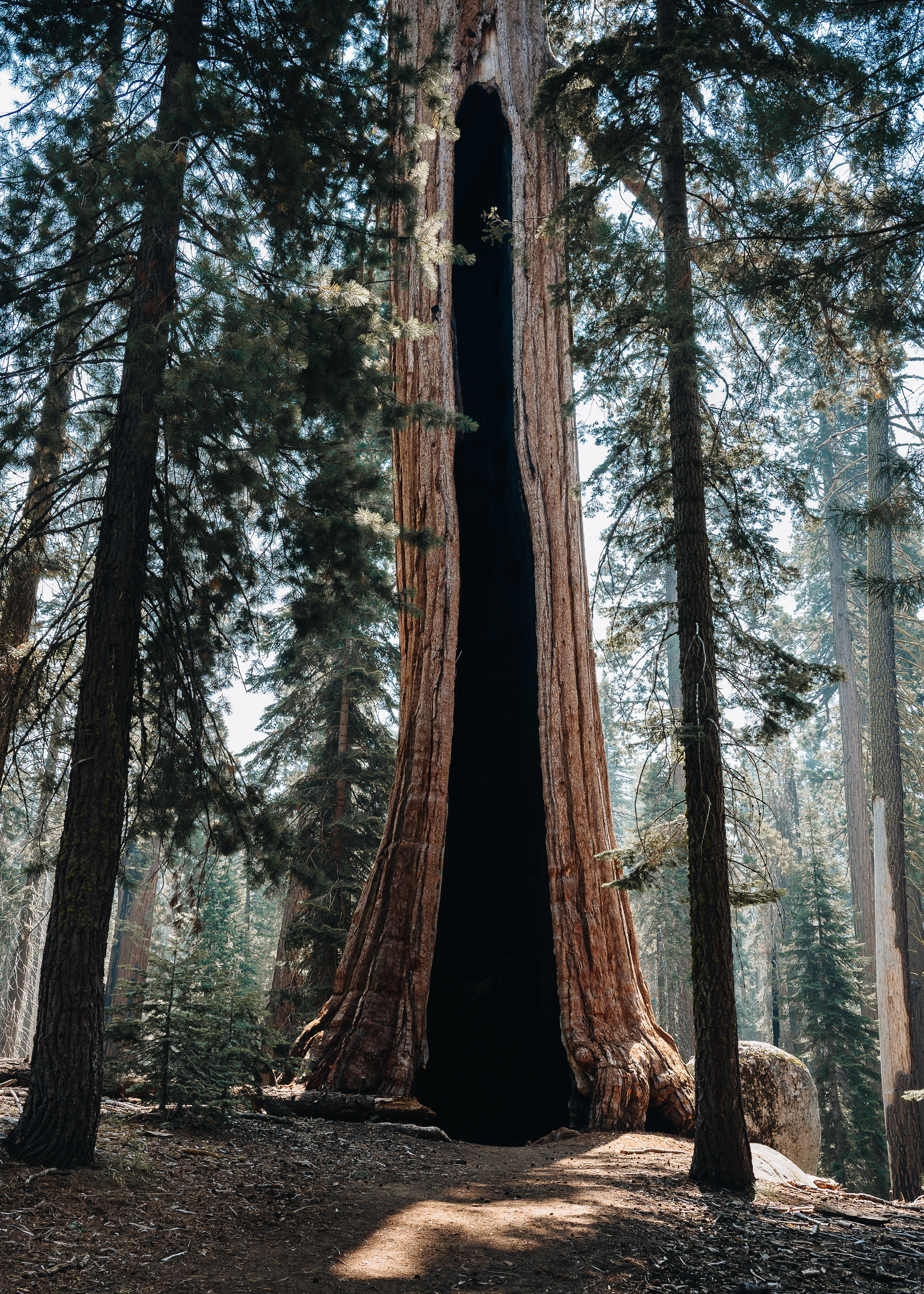 Sequoia: Heart of the Sequoia Print