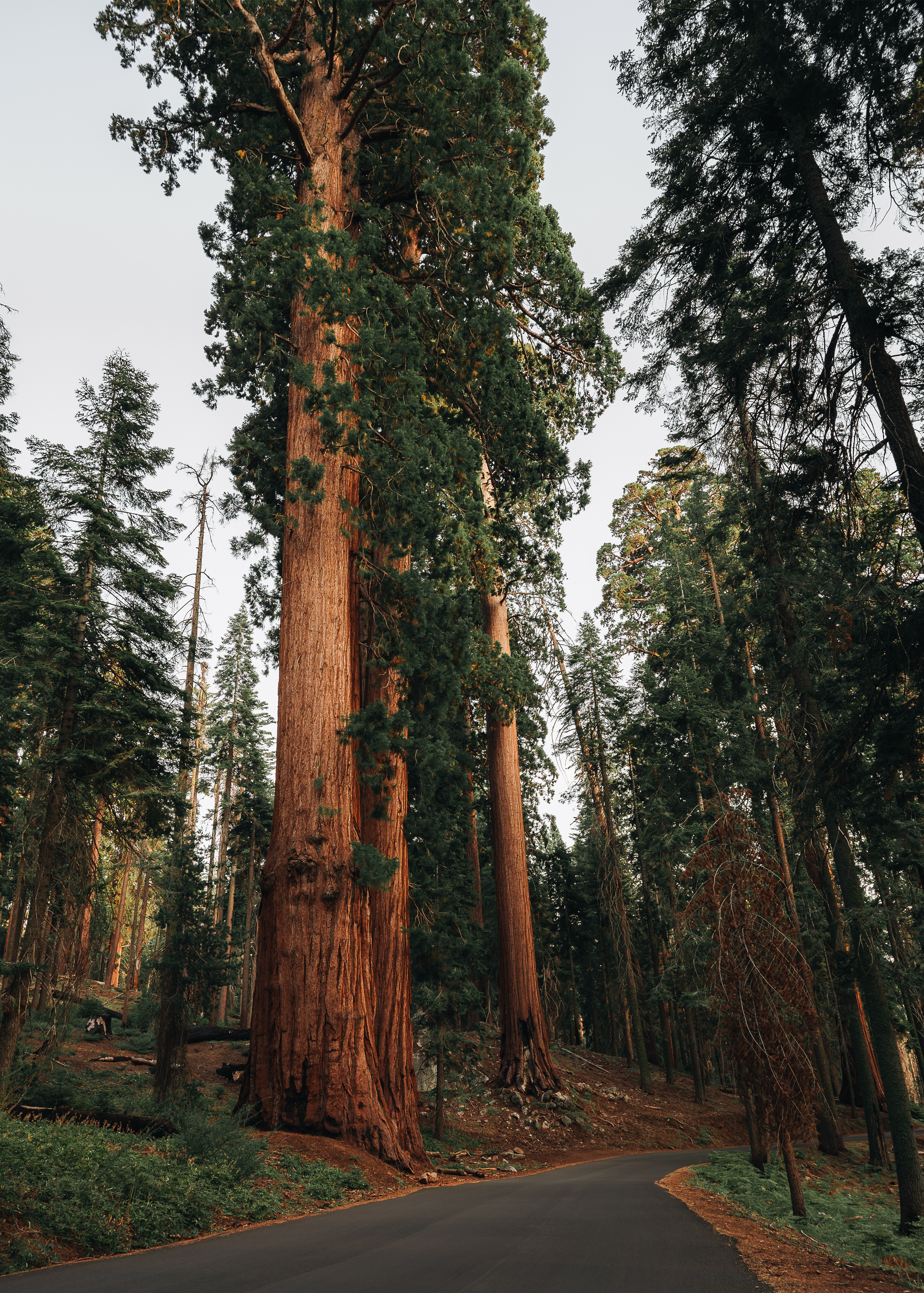 Sequoia: In the Company of Giants Print
