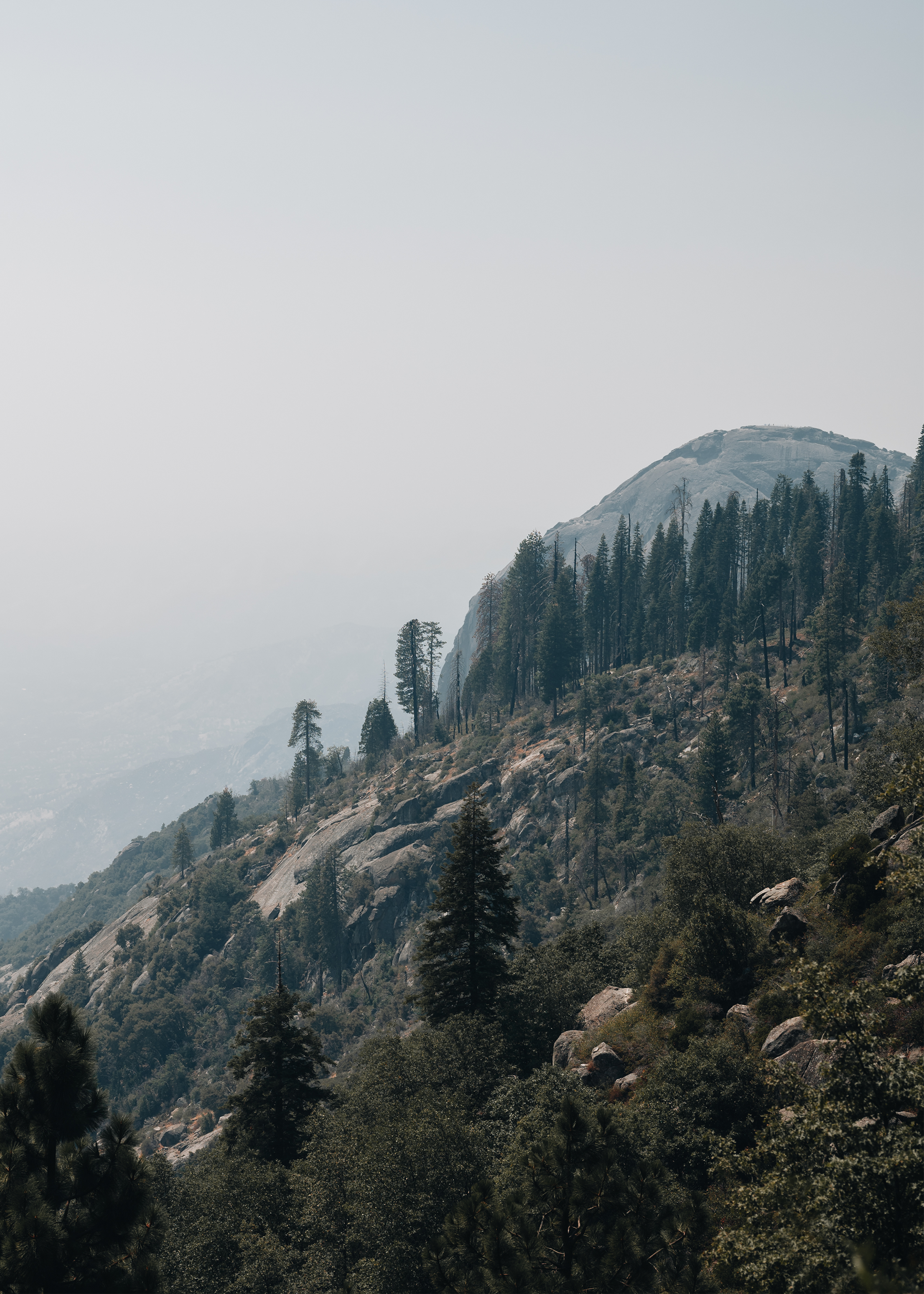 Sequoia: Moro Rock Rising Print