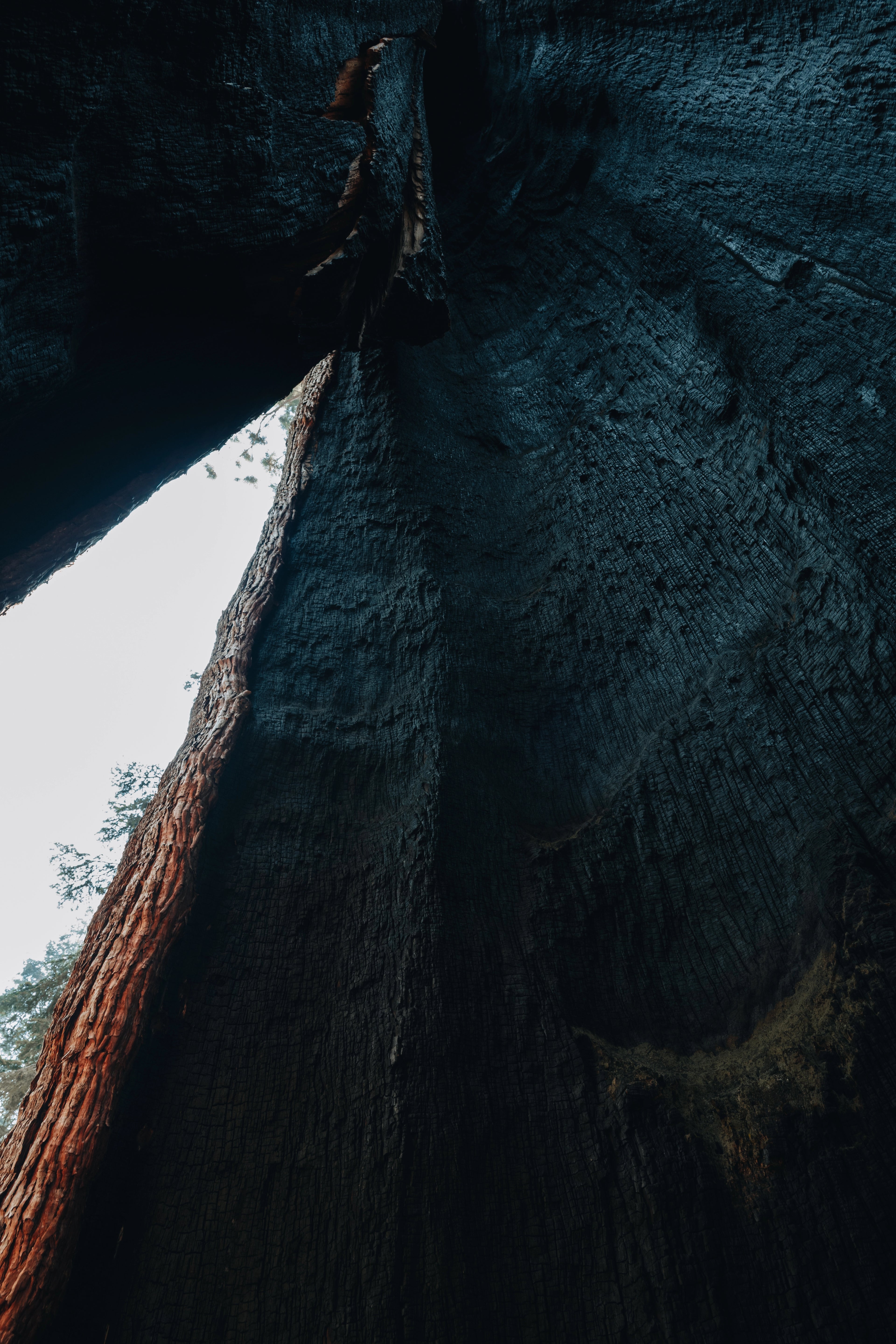 Sequoia: Sequoia Textures Print
