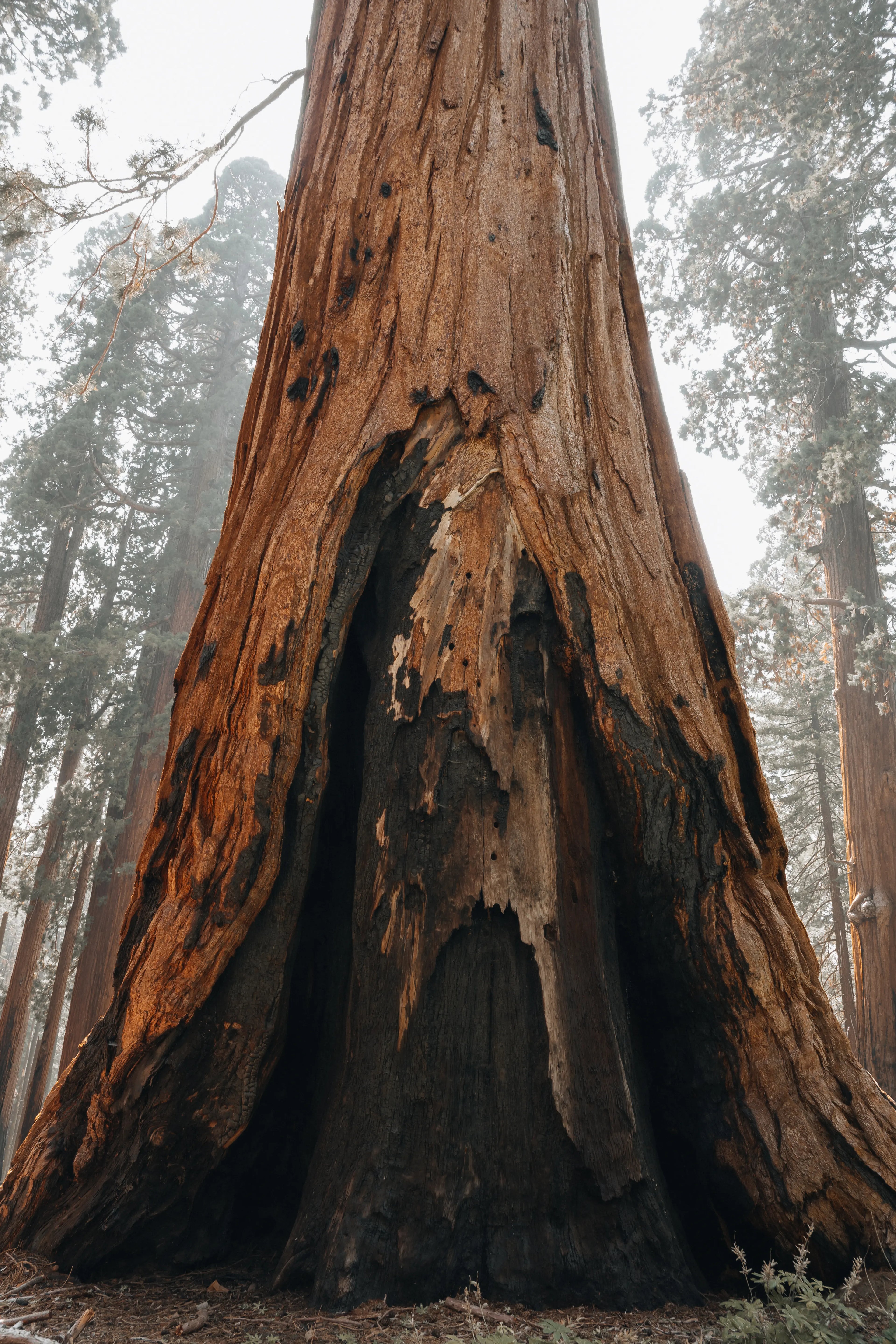 Sequoia: Bark of The Sequoia Print