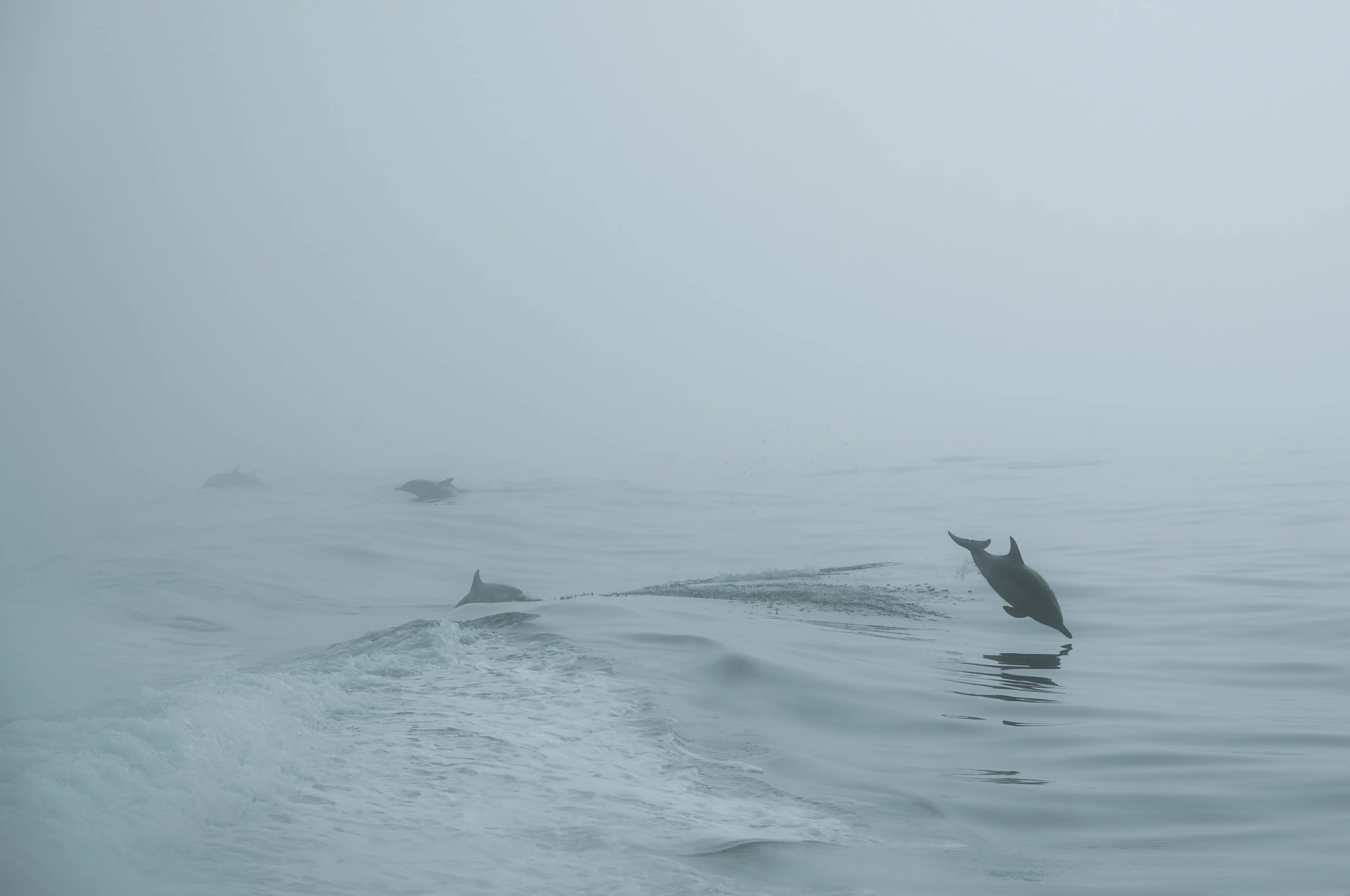 Channel Islands: A Dolphin's Leap