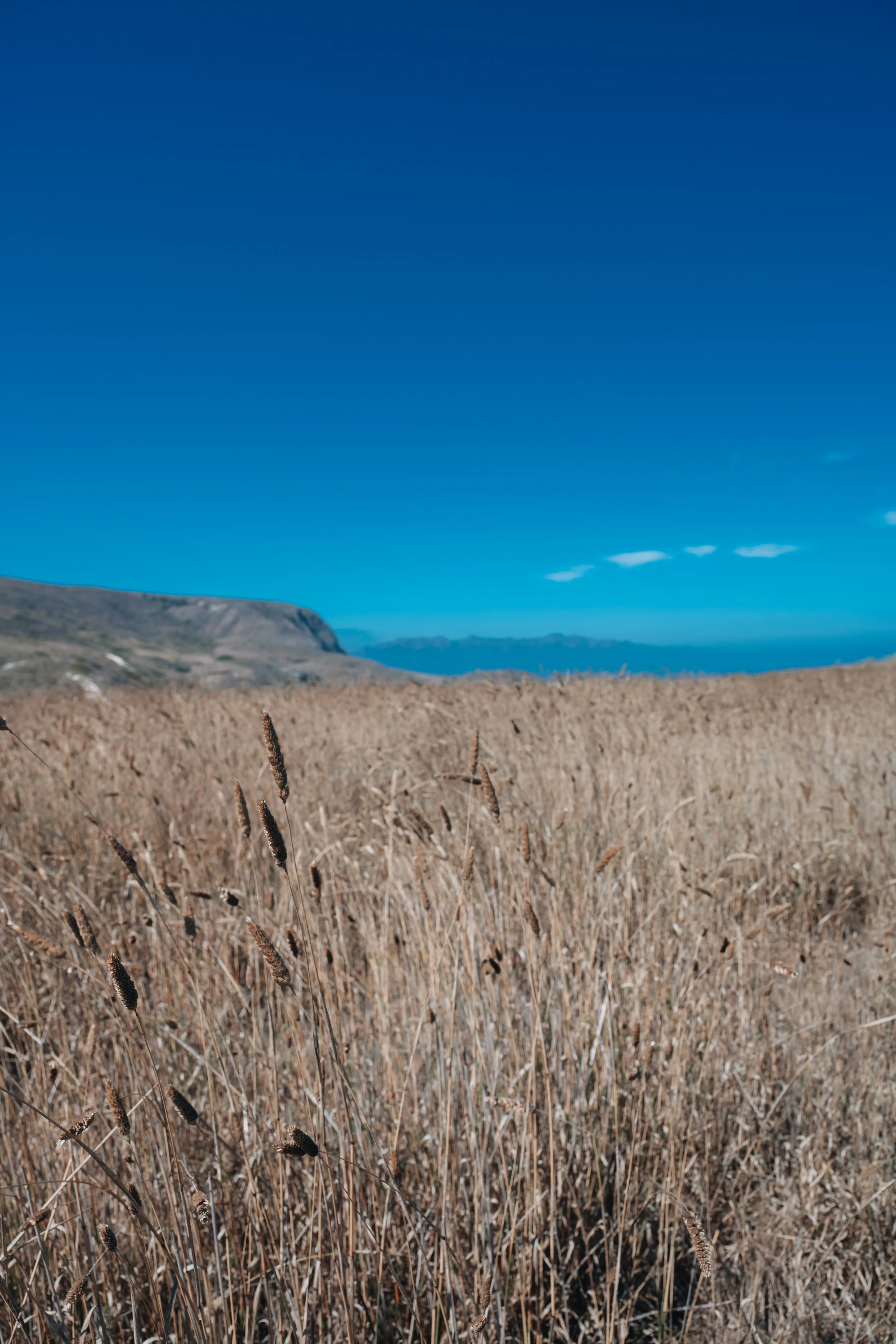 Channel Islands: Fields