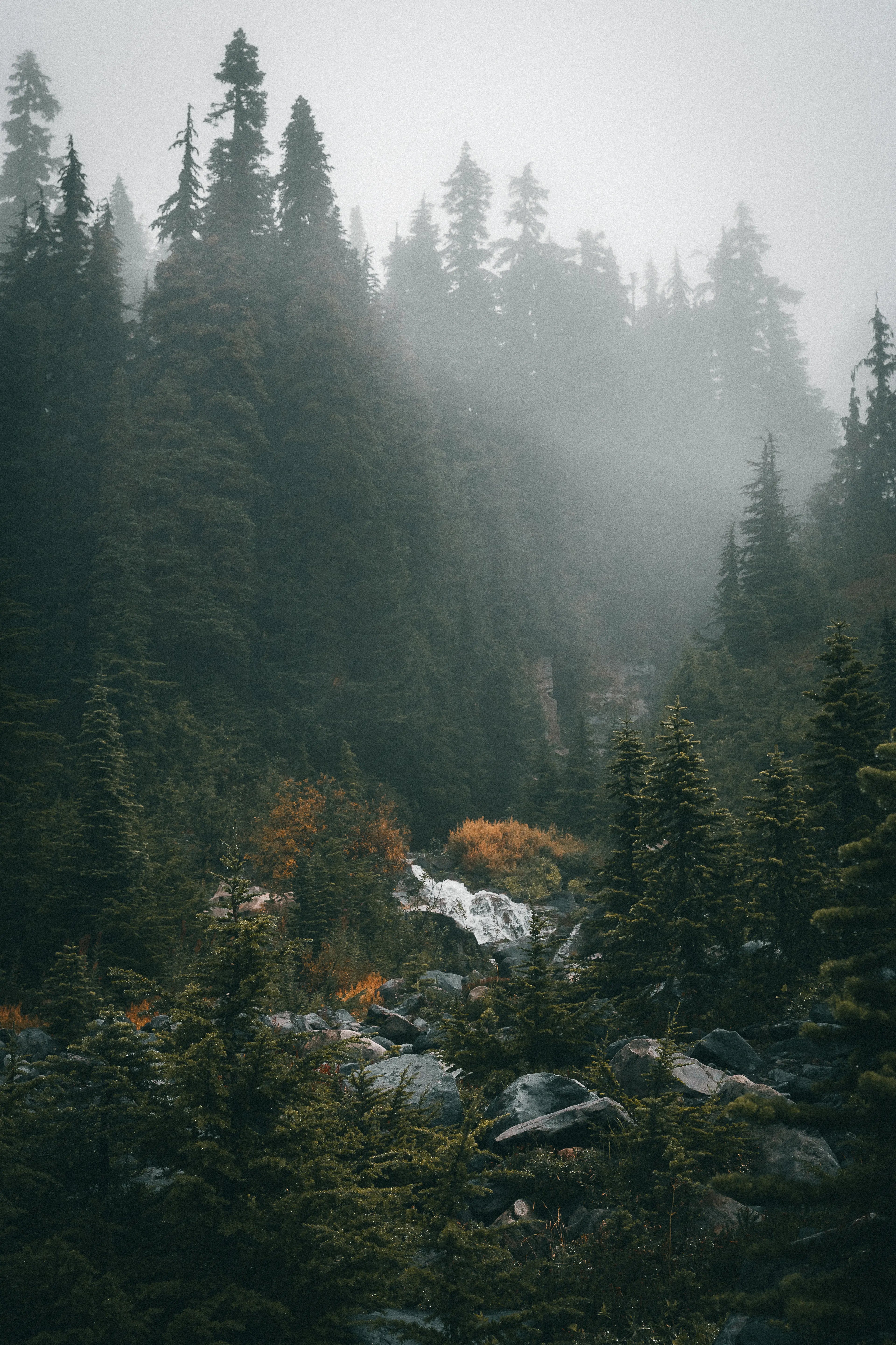 Mount Rainier: All that the Fog Touched Print