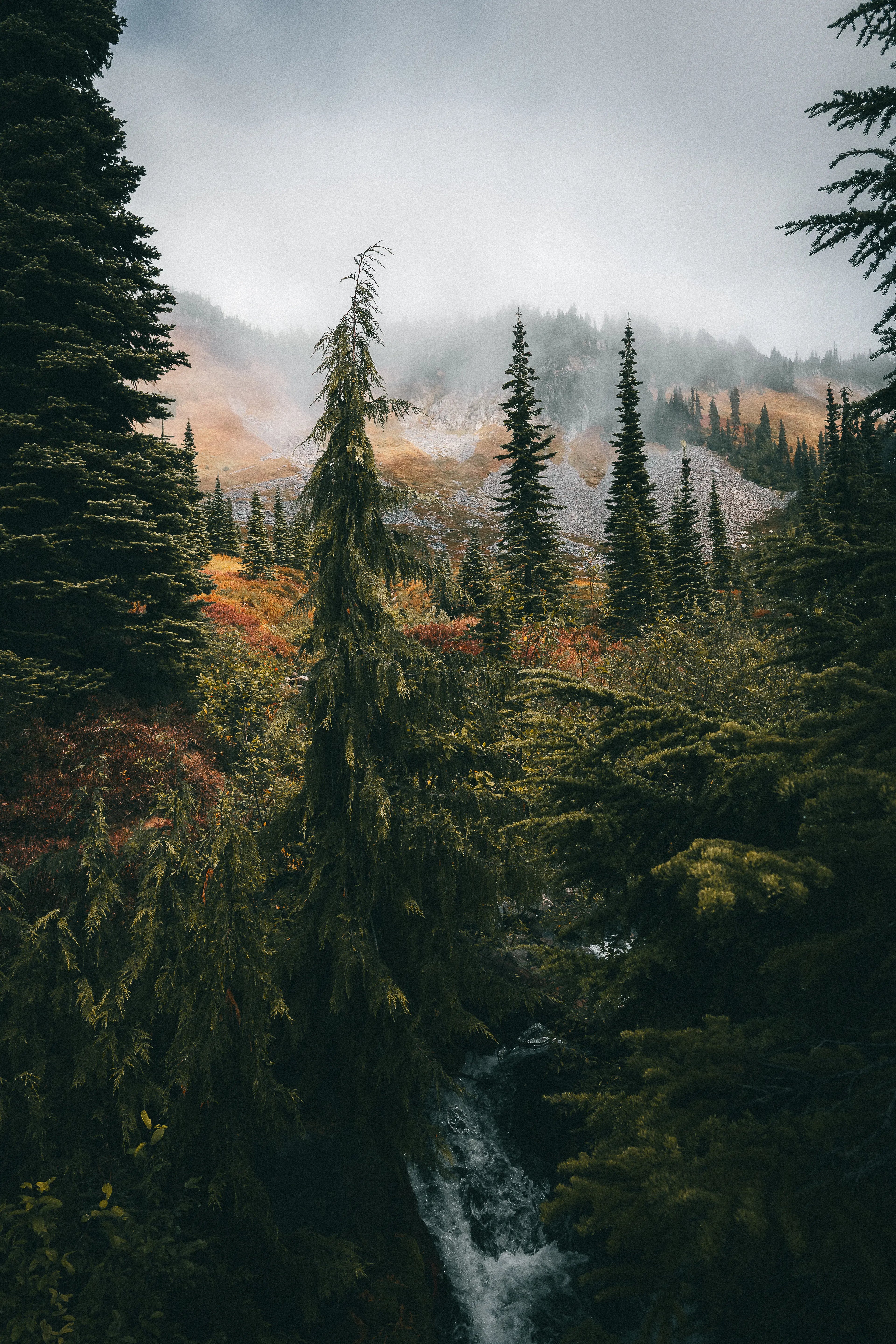 Mount Rainier: Highland Mist Print