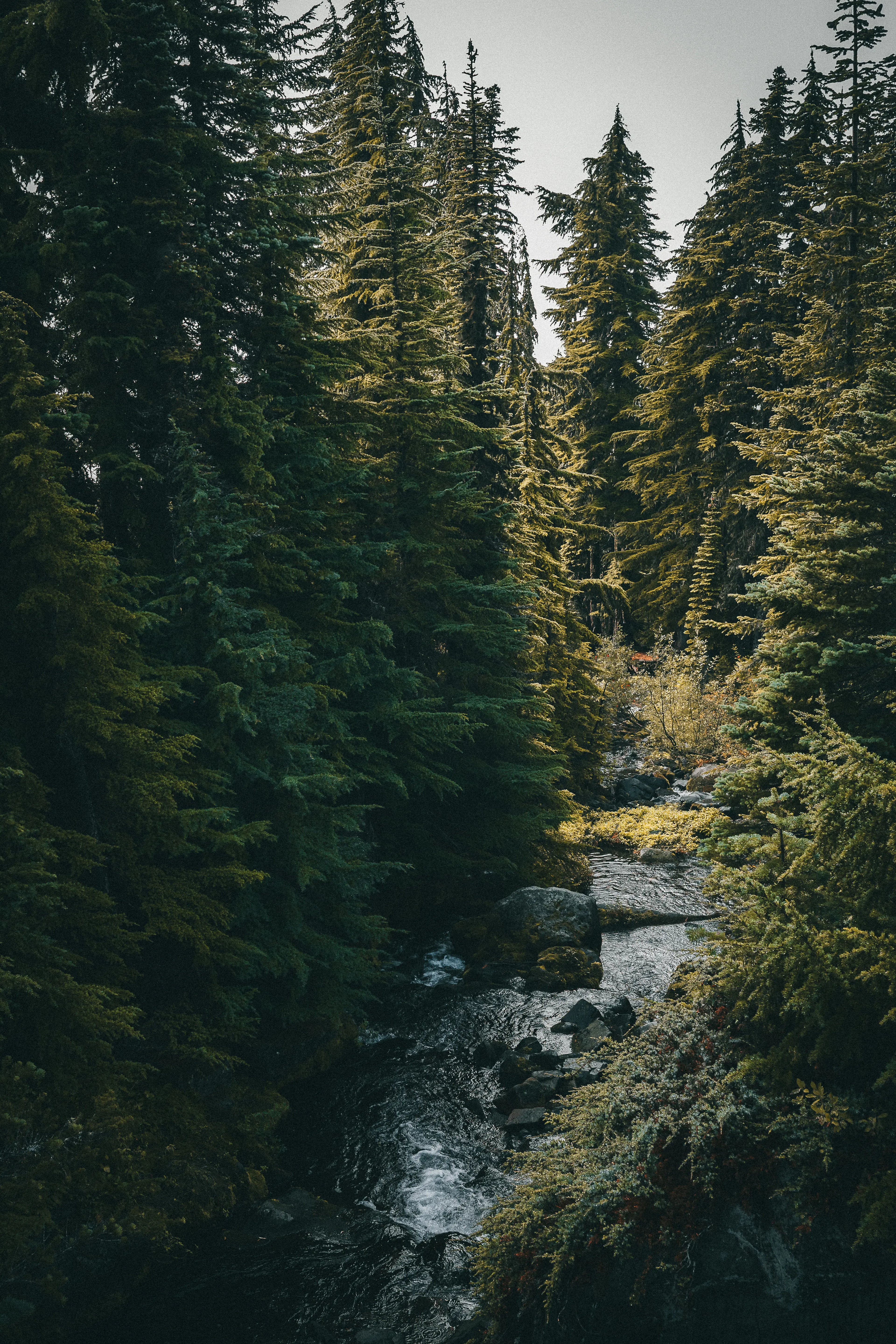 Mount Rainier: Winding Water Print