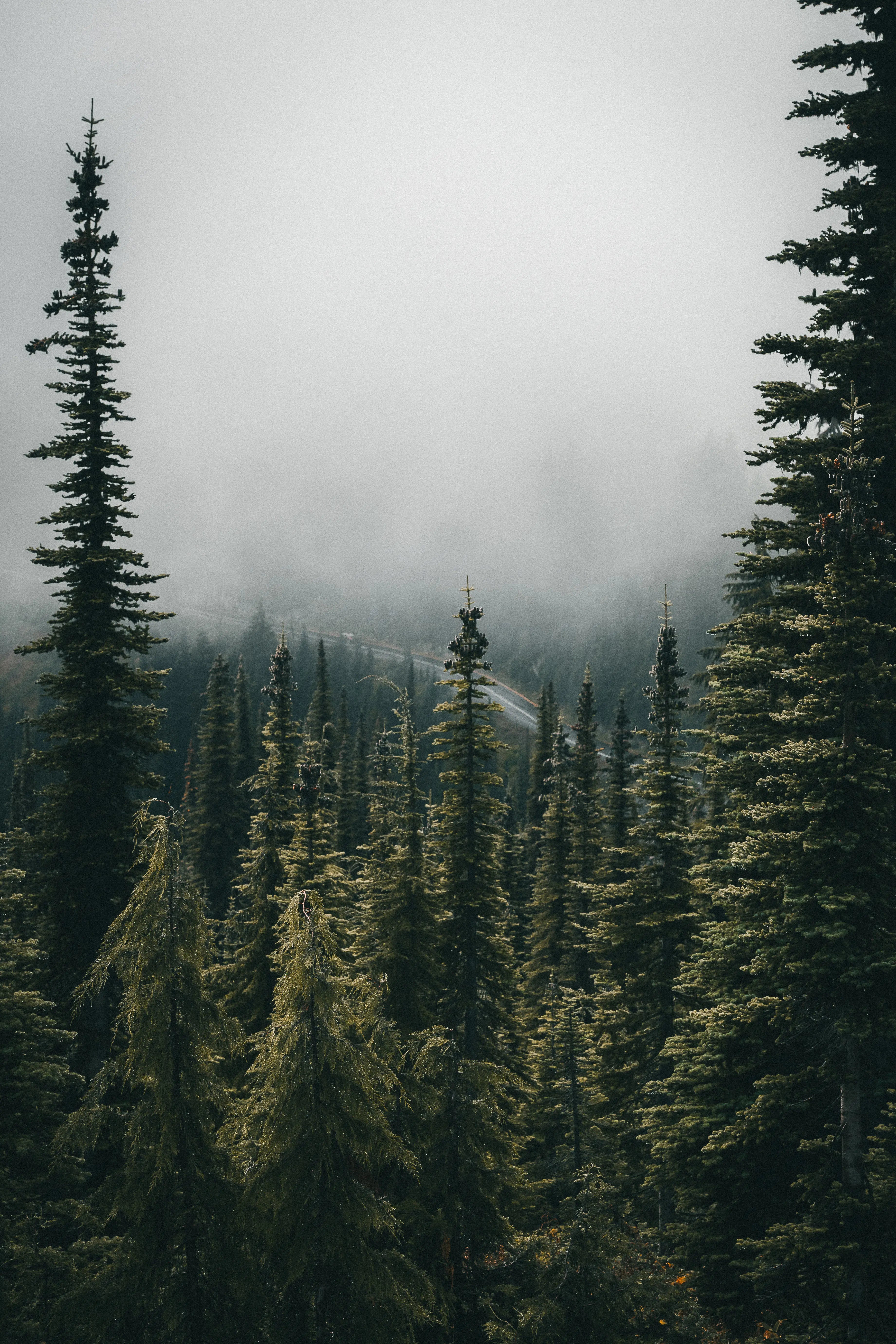 Mount Rainier: Misty Pines Print